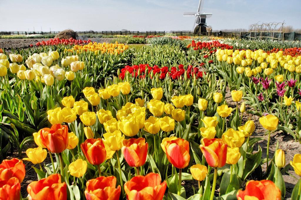 Buitenplaats Witte Raaf Aan Zee Noordwijk Luaran gambar